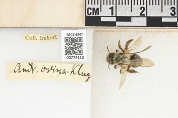 Media type: image;   Entomology 774118 Aspect: Labels